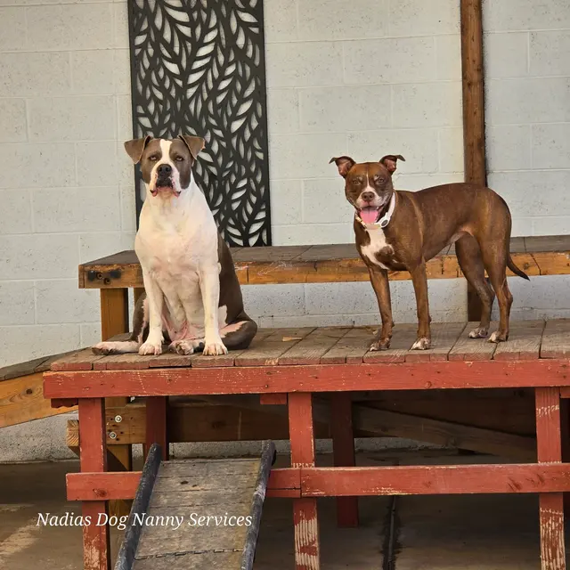 Nadia's Dog Nanny Services LLC — photo from the business 4
