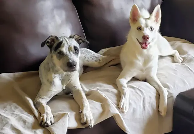 Nadia's Dog Nanny Services LLC — photo from the business 7