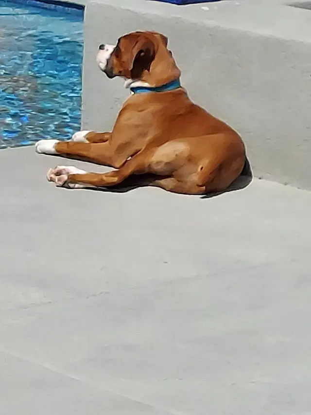 Customer photo of work by Learning Paws 24/7, from Joe Gray's review