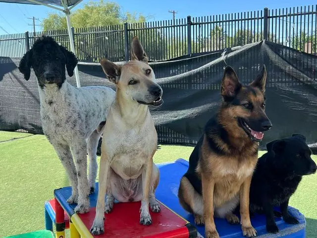 Learning Paws 24/7 — photo from the business 7