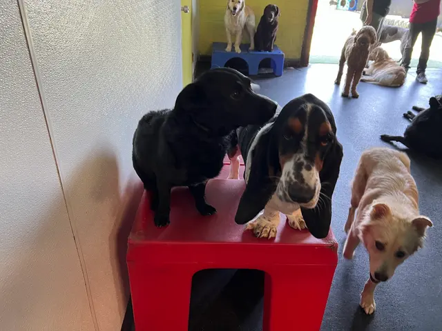 Learning Paws 24/7 — customer photo 3