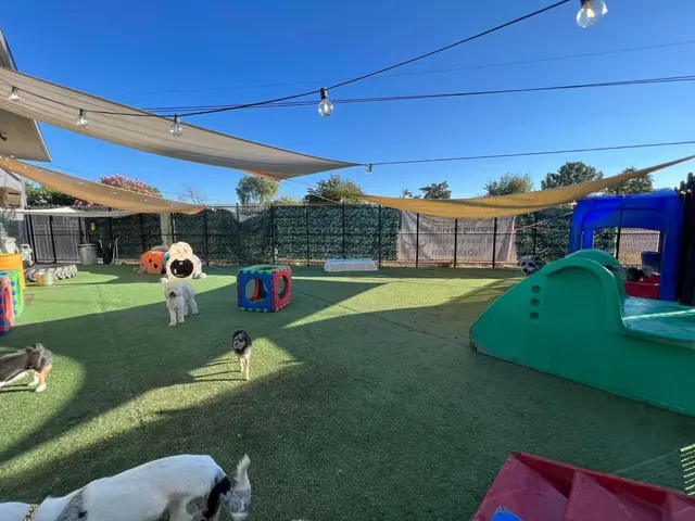 Learning Paws 24/7 — photo from the business 6