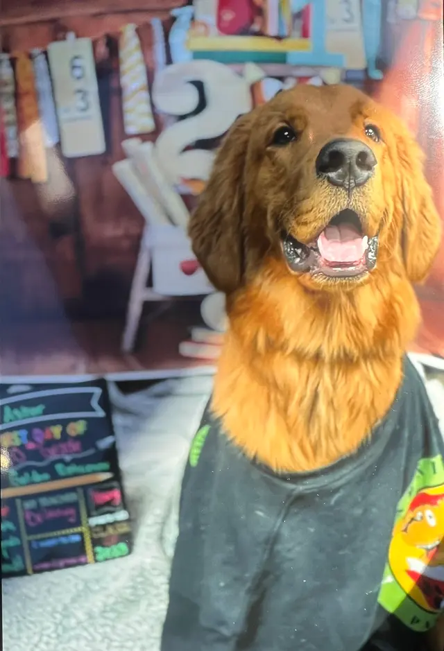 Learning Paws 24/7 — customer photo 5