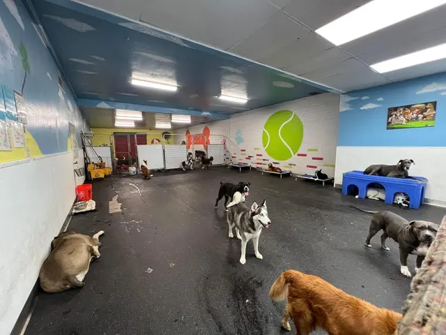 Learning Paws 24/7 — photo from the business 12