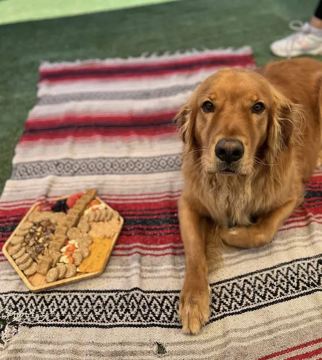 Learning Paws 24/7 — photo from the business 8
