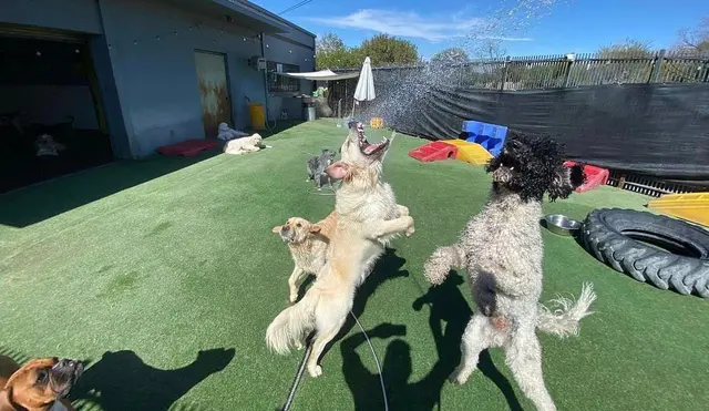 Learning Paws 24/7 — photo from the business 10