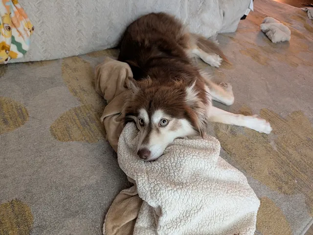 Customer photo of work by FurBabies & Friends, from Nick Hornbaker's review