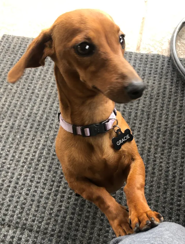 FurBabies & Friends — photo from the business 11
