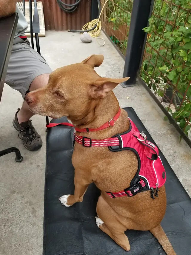 FurBabies & Friends — customer photo 8
