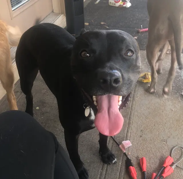 FurBabies & Friends — photo from the business 4