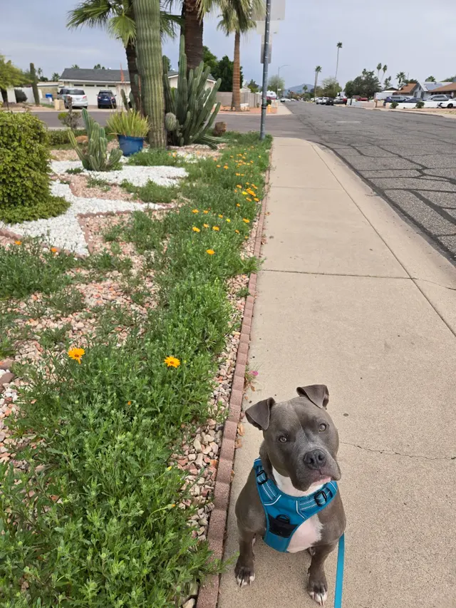 FurBabies & Friends — customer photo 3