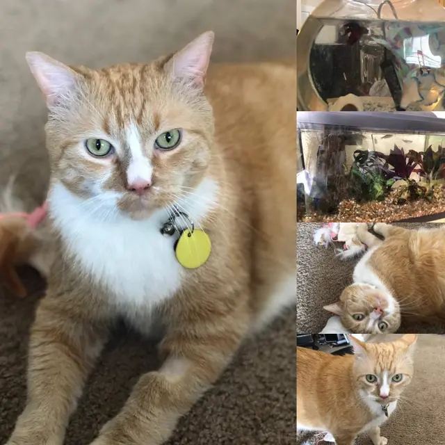 FurBabies & Friends — photo from the business 9