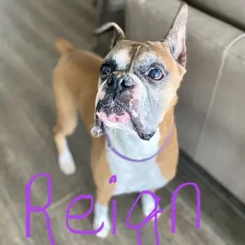 FurBabies & Friends — customer photo 5