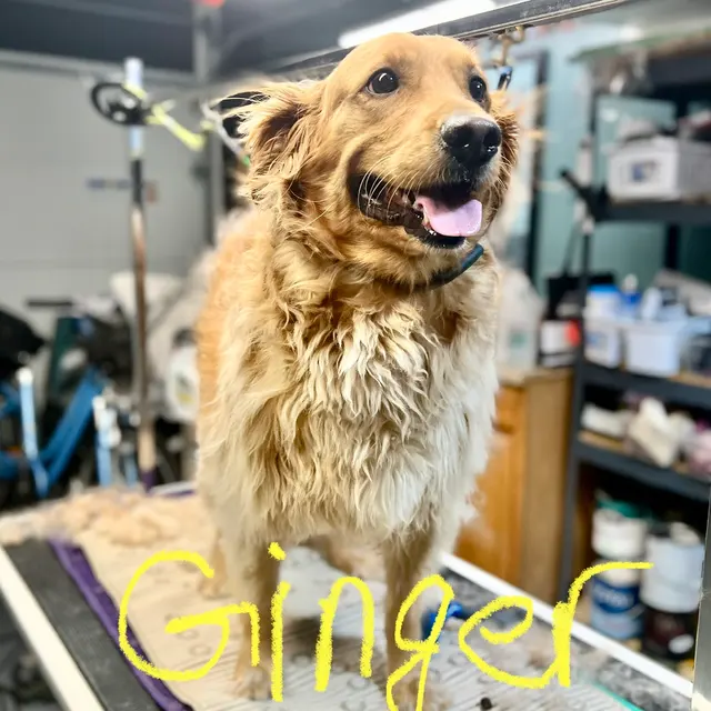 FurBabies & Friends — photo from the business 10