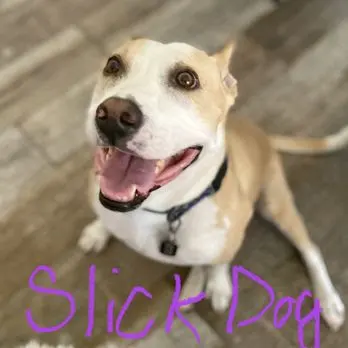 FurBabies & Friends — customer photo 12