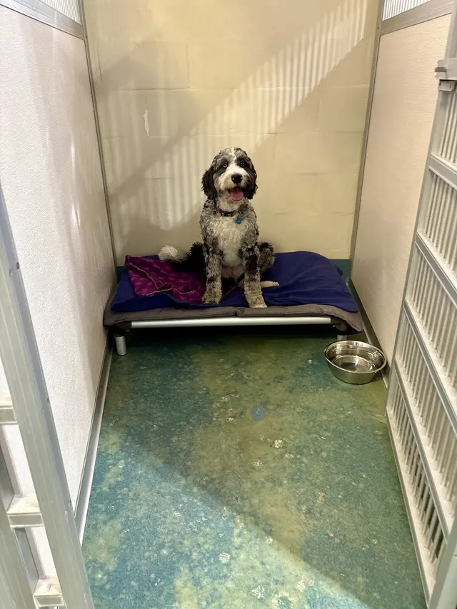 Pet Play House Phoenix — photo from the business 5