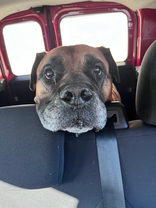 Pet2Vets - Pet Taxi, Pet Boarding, Doggie Day Care and Grooming — photo from the business 4