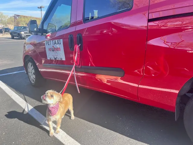 Pet2Vets - Pet Taxi, Pet Boarding, Doggie Day Care and Grooming — photo from the business 12