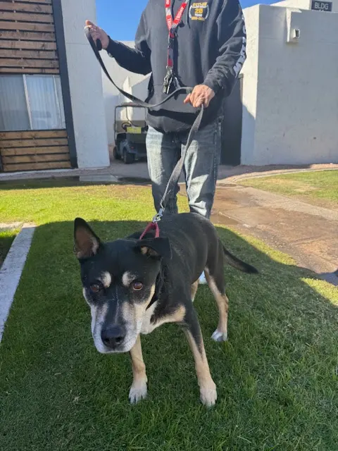 Pet2Vets - Pet Taxi, Pet Boarding, Doggie Day Care and Grooming — photo from the business 2