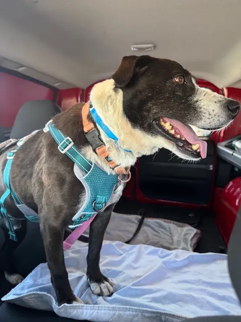 Pet2Vets - Pet Taxi, Pet Boarding, Doggie Day Care and Grooming — photo from the business 8