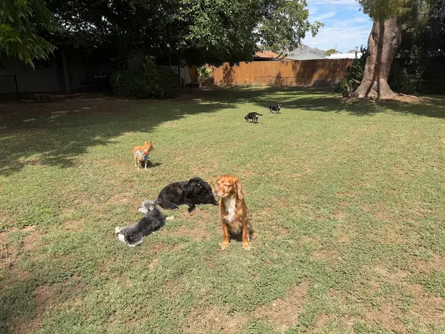 Pet2Vets - Pet Taxi, Pet Boarding, Doggie Day Care and Grooming — photo from the business 9