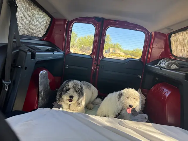 Pet2Vets - Pet Taxi, Pet Boarding, Doggie Day Care and Grooming — photo from the business 3