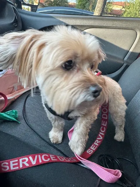 Pet2Vets - Pet Taxi, Pet Boarding, Doggie Day Care and Grooming — photo from the business 10