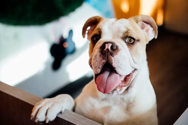 Dogtopia of Uptown Phoenix — photo from the business 11