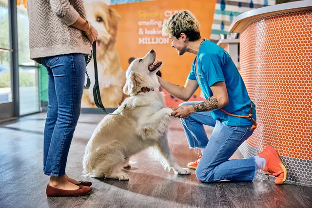 Dogtopia of Uptown Phoenix — photo from the business 2