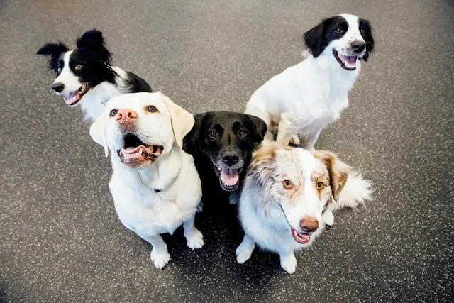 Dogtopia of Uptown Phoenix — photo from the business 5