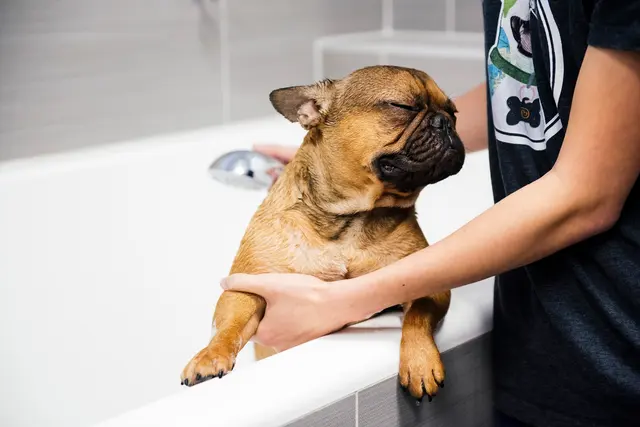 Dogtopia of Uptown Phoenix — photo from the business 8