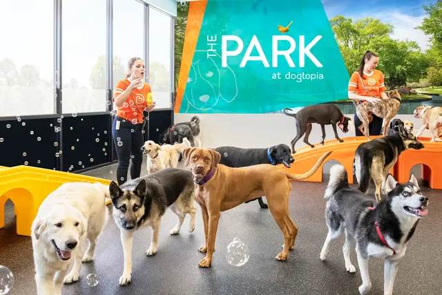 Dogtopia of Uptown Phoenix — photo from the business 1
