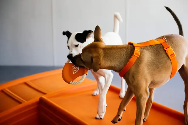 Dogtopia of Uptown Phoenix — photo from the business 4