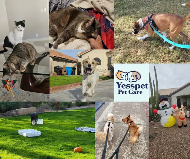 Yesspet Pet Care — photo from the business 2