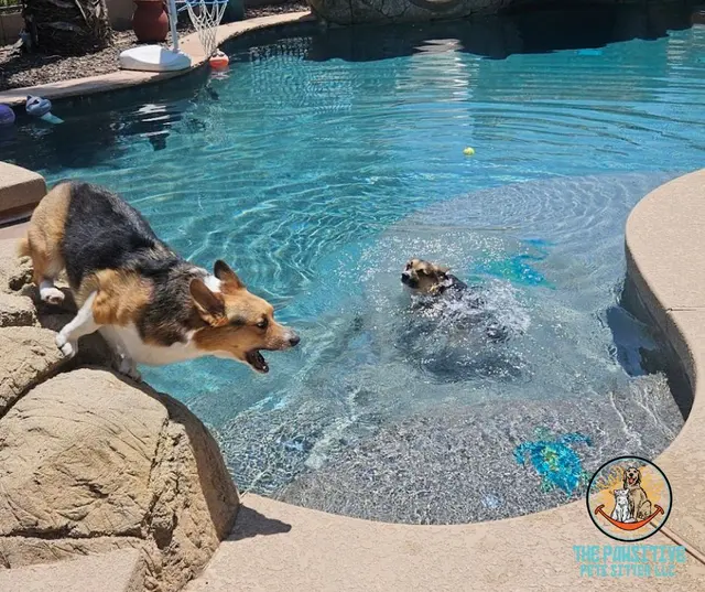 Yesspet Pet Care — photo from the business 9