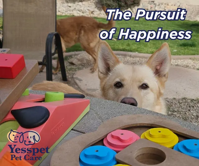 Yesspet Pet Care — photo from the business 3