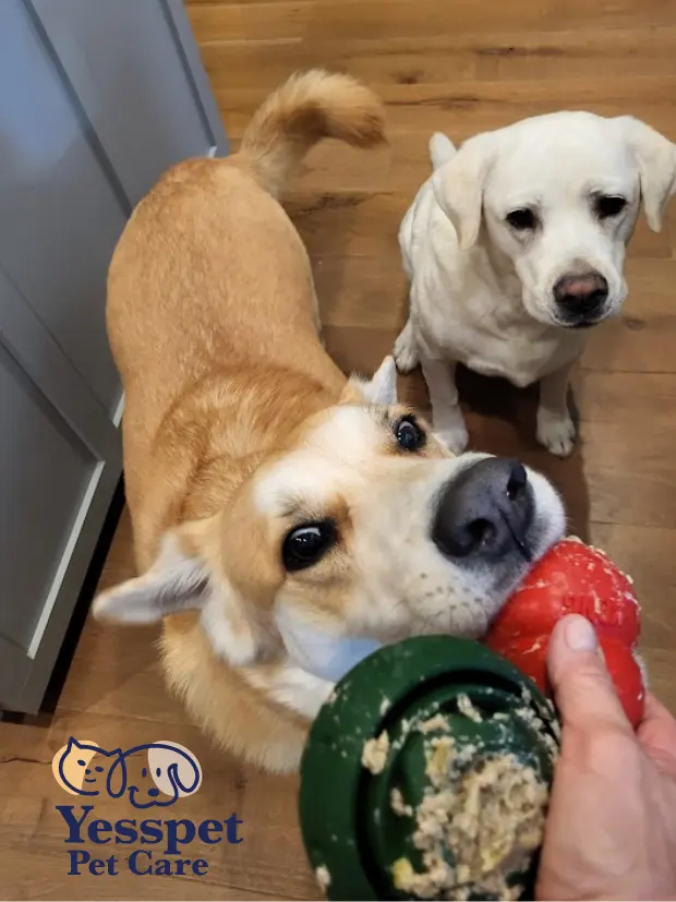 Yesspet Pet Care — photo from the business 6