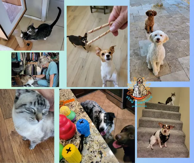 Yesspet Pet Care — photo from the business 4