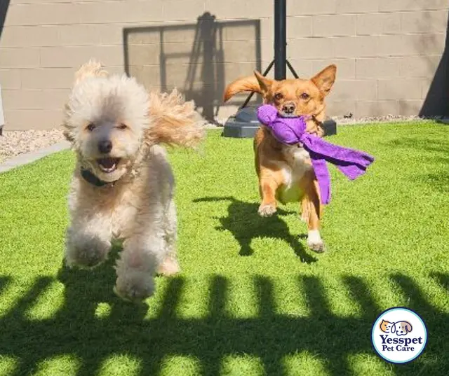 Yesspet Pet Care — photo from the business 8
