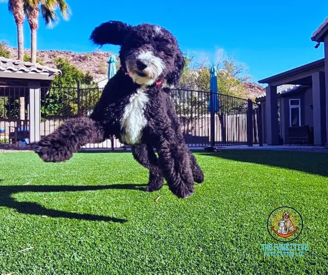 Yesspet Pet Care — photo from the business 10