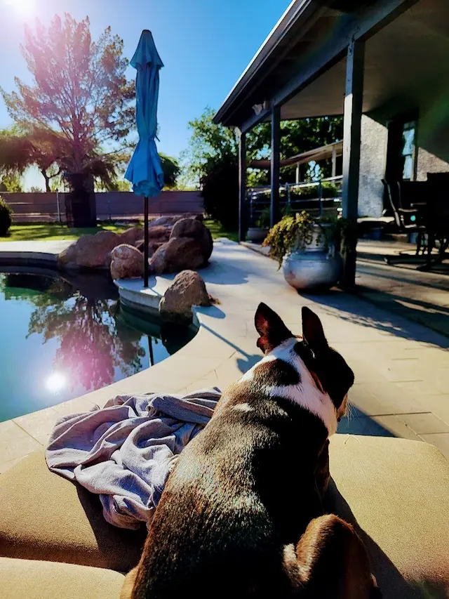 Yesspet Pet Care — photo from the business 7