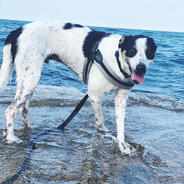Bark Industries - Pet Sitting & Dog Walking — photo from the business 6