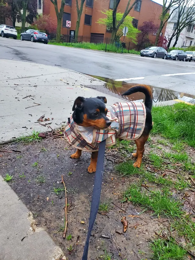 Bark Industries - Pet Sitting & Dog Walking — photo from the business 3
