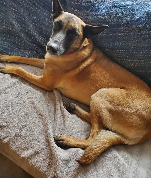 Bark Industries - Pet Sitting & Dog Walking — photo from the business 2