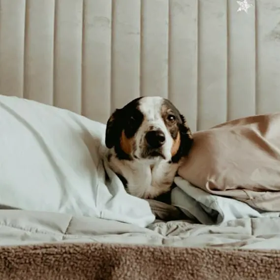 Bark Industries - Pet Sitting & Dog Walking — photo from the business 7