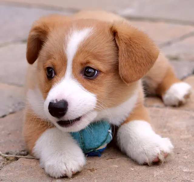 Bark Industries - Pet Sitting & Dog Walking — photo from the business 11