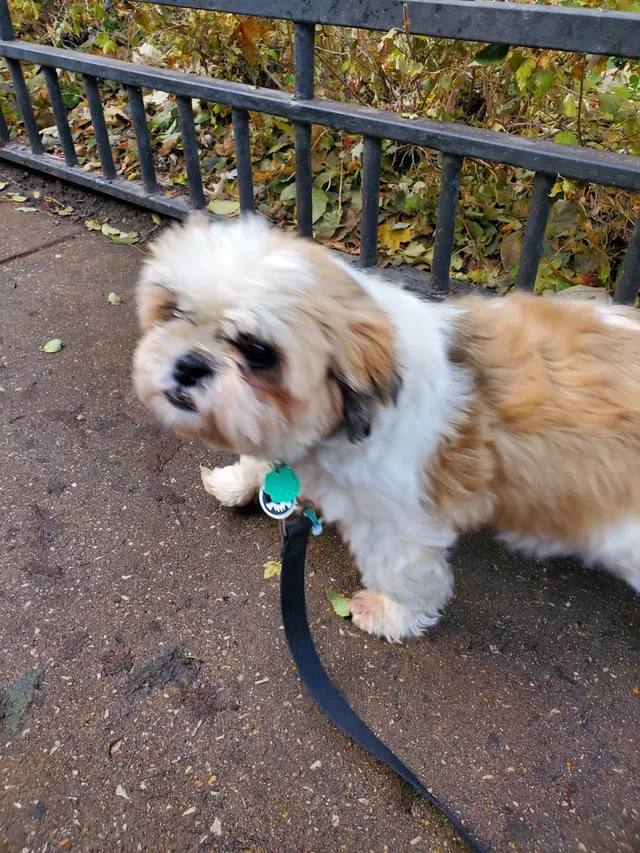 Bark Industries - Pet Sitting & Dog Walking — photo from the business 8