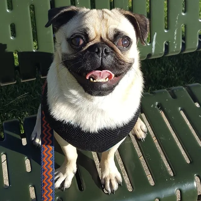 Bark Industries - Pet Sitting & Dog Walking — photo from the business 12