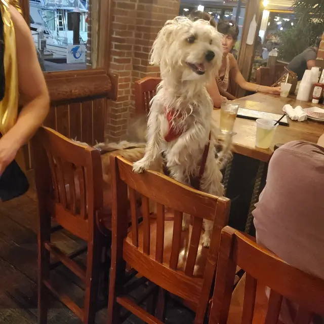 Bark Industries - Pet Sitting & Dog Walking — photo from the business 4