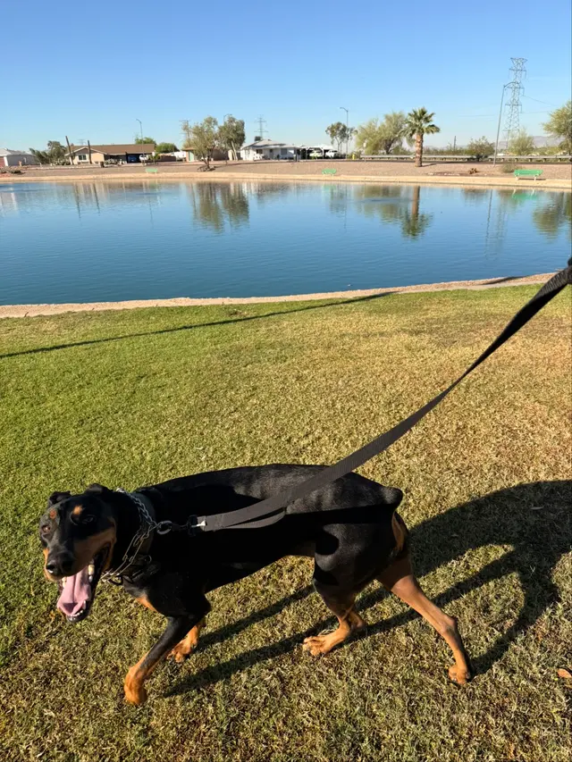 Second Home Pet Resort — customer photo 3